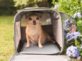 Brown  Chihuahua dog sitting in traveler pet carrier bag in the garden,  looking  at camera, ready to travel. Safe travel with Royalty Free Stock Photo