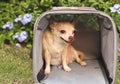 Brown  Chihuahua dog sitting in traveler pet carrier bag in the garden,  ready to travel. Safe travel with animals Royalty Free Stock Photo