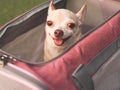 Brown  Chihuahua dog sitting in traveler pet carrier bag, smiling and looking up at camera, ready to travel. Safe travel with Royalty Free Stock Photo