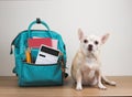 brown chihuahua dog sitting on wooden table and white background with school backpack with school supplies. Back to school concept Royalty Free Stock Photo