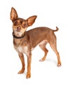 Brown Chihuahua Dog Standing Looking Forward