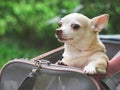 Brown  Chihuahua dog standing  in pink fabric traveler pet carrier bag on green grass, looking tensely at camera. waiting for Royalty Free Stock Photo