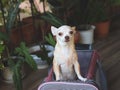 Brown  Chihuahua dog standing  in traveler pet carrier bag in balcony with s plant pots, ready to travel. Safe travel with animals Royalty Free Stock Photo