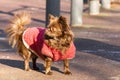 Chihuahua dog park Royalty Free Stock Photo