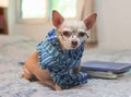 Brown Chihuahua dog wearing eye glasses and blue scarf, sitting on bed with books, looking at camera