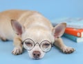 Brown chihuahua dog wearing eye glasses, lying down with stack of books on blue background. Chihuahua dog get bored of reading