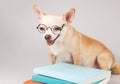 Brown chihuahua dog wearing eye glasses, sitting with stack of books on white background