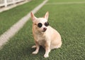 Brown chihuahua dog wearing sunglasses sitting in green grass or soccer field  in morning sunlight Royalty Free Stock Photo