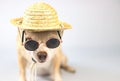 brown chihuahua dog wearing sunglasses and straw hat, sitting on white background with copy space. summer traveling concept Royalty Free Stock Photo