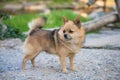 Brown Chihuahua Mixed breed dog is standing and looking to left side on home garden. Royalty Free Stock Photo