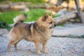 Brown Chihuahua Mixed breed dog is standing and looking to left side on home garden Royalty Free Stock Photo