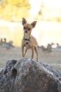 Small Brown Chihuahua on rock surrounded by colorful yellowtrees Royalty Free Stock Photo
