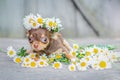 A brown Chihuahua puppy sitting, a wreath of daisies on his head, on a gray wooden background