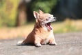 Brown chihuahua stand on floor. small dog in asian house. Royalty Free Stock Photo