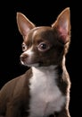 Brown Chihuahua with white chest portrait close-up