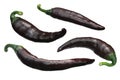 Brown Chilaca Pasilla chile peppers, paths