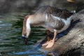 Brown Chinese goose drinking from a pond