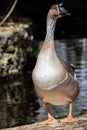 Brown Chinese goose standing in front of a pond