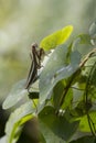 Brown Chinese Preying Mantis on a Leaf