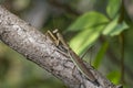 A Brown Chinese Preying Mantis Sitting On A Branch