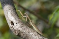 A Brown Chinese Preying Mantis Walking Up A Branch