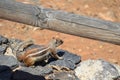 Chipmunk posing on the rock Royalty Free Stock Photo