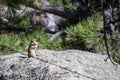 Brown Chipmunk Standing on a Rock on a Sunny Day Royalty Free Stock Photo