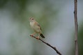 A brown chirping bird is perched on a tree branch