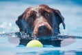 Brown Chocolate Labrador Dog swiming through clear blue water with ball Royalty Free Stock Photo