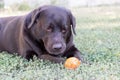 Brown chocolate labrador on green grass of aviary. Large portrait. Tongue stuck out. Beautiful young Labrador Retriever dog posing Royalty Free Stock Photo