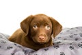 Brown chocolate labrador puppy on a grey pillow Royalty Free Stock Photo