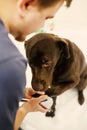 Brown chocolate labrador retriever close-up sitting in a bathtub waiting for a wash Royalty Free Stock Photo