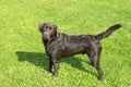 Brown Chocolate Labrador retriever. Dog on the green grass Royalty Free Stock Photo