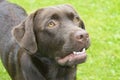 Brown Chocolate Labrador retriever. Dog on the green grass Royalty Free Stock Photo