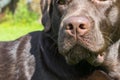 Brown Chocolate Labrador retriever. Dog on the green grass. Dog nose. Royalty Free Stock Photo