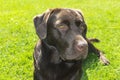 Brown Chocolate Labrador retriever. Dog on the green grass. Dog nose. Royalty Free Stock Photo