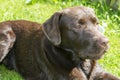 Brown Chocolate Labrador retriever. Dog on the green grass. Dog nose. Royalty Free Stock Photo