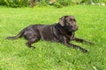 Brown Chocolate Labrador retriever. Dog on the green grass. Dog nose Royalty Free Stock Photo