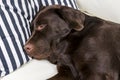 Brown chocolate labrador retriever dog is sleeping on sofa with pillow. Sleeping on the couch. Young cute adorable tired labrador