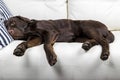 Brown chocolate labrador retriever dog is sleeping on sofa with pillow. Sleeping on the couch. Young cute adorable tired labrador