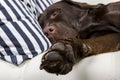 Brown chocolate labrador retriever dog is sleeping on sofa with pillow. Sleeping on the couch. Young cute adorable tired labrador Royalty Free Stock Photo