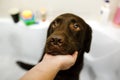 Brown chocolate labrador retriever`s head close-up sitting in a bathtub Royalty Free Stock Photo