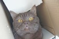 Brown chocolate Scotty straight cat climbed into a narrow cardboard box and peeks out of it. Royalty Free Stock Photo