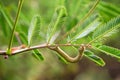 Brown chrysalid on the branche of mimosa pudica