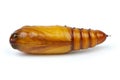 Brown chrysalis close-up