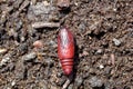 Brown chrysalis of a turnip moth Agrotis segetum Royalty Free Stock Photo