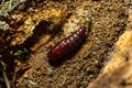 Brown chrysalis of a turnip moth Agrotis segetum on brown garden soil Royalty Free Stock Photo