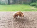 Brown cicada shedded skin on brown wood railing