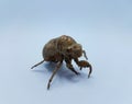 Brown cicada shedded skin on white background