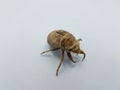 Brown cicada shedded skin on white background